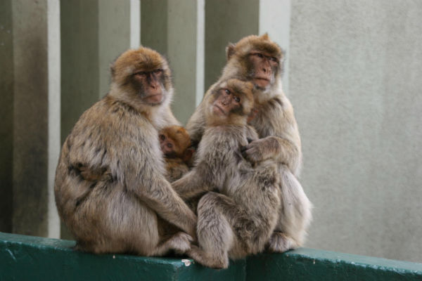 Gibraltar-ape_family