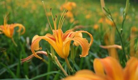 美麗後花園：台東好山好水好風情