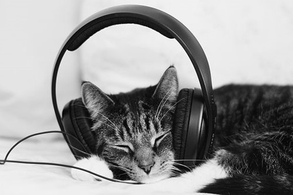 cat music