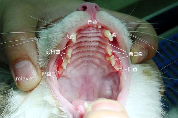 牙齒保健-怪阿姨的動物醫院日誌 刷牙