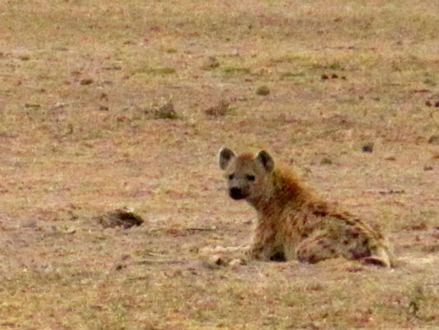 非洲 鬣狗
