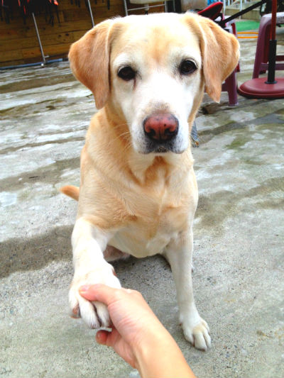 這是店狗Lucky 她是女生 很會撒嬌還會握手跟你要零食呢！