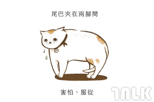 Cat單圖03.jpg