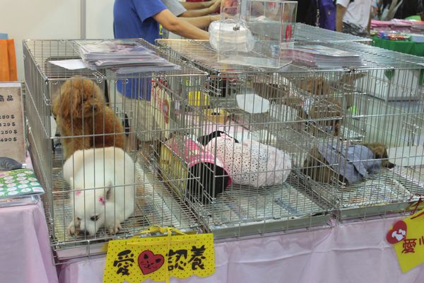2013台北寵物展-寵物認養
