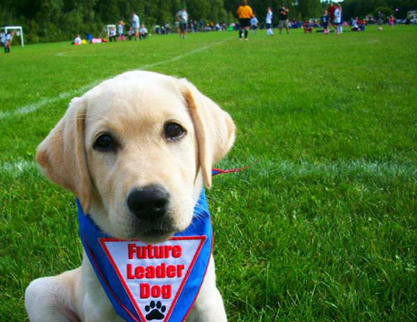 導盲犬幼犬看足球賽