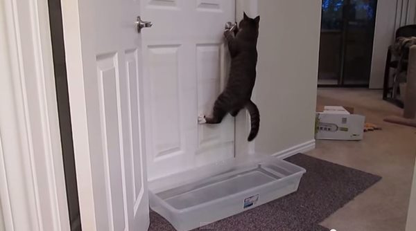 開門貓