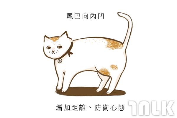 Cat單圖05.jpg