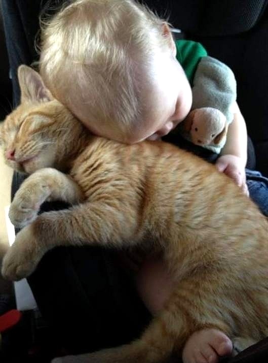 貓咪抱枕2.jpg