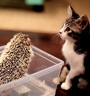 【網路爆紅影片】貓咪與刺蝟