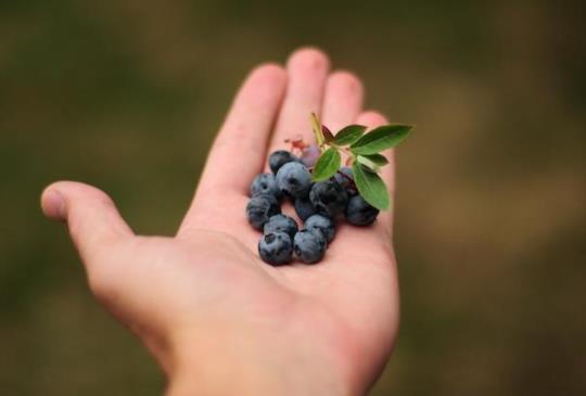 吃藍莓有多好? 營養師親口告訴你!