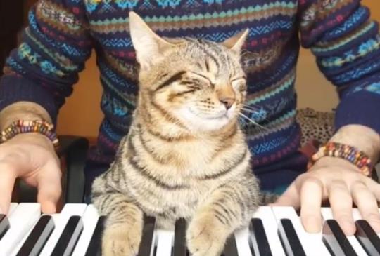 【貓咪也愛鋼琴？】臣服於奴才的鋼琴聲