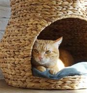 完美細緻【手工藤編】貓窩，是設計品也是貓咪玩樂小天堂