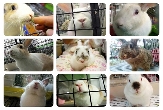 【在兔身邊】台灣流浪兔保護協會給棄兔一個安心後盾