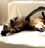 【萌影片】如何清理你的貓？(適用於熱愛吸塵器的貓咪 XD)