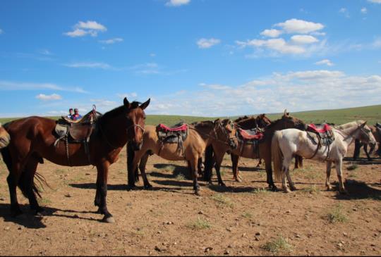 體驗一日蒙古人遊牧生活，每個人都是馬背上的民族