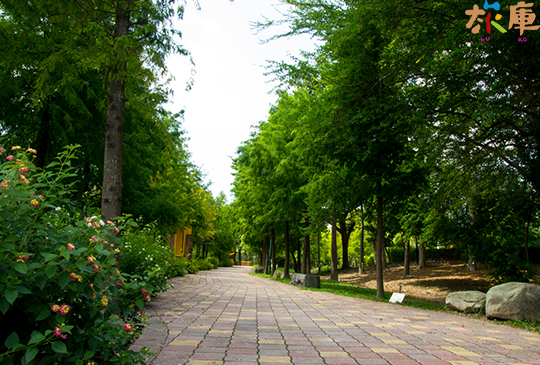 落羽松步道│田尾鄉
