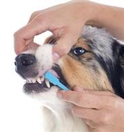 輕鬆刷牙三步驟，狗狗從此不口臭！