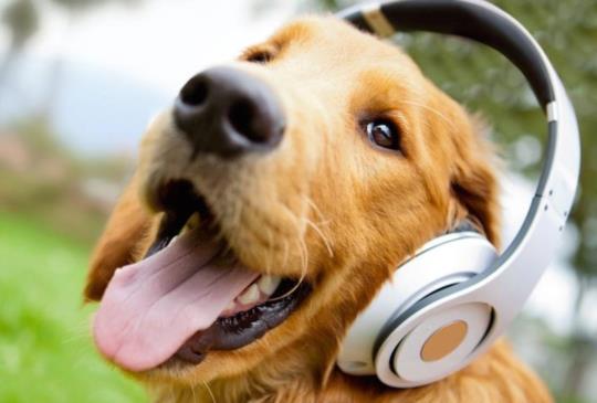 豎琴音樂的神奇療癒力：讓狗狗放鬆、無壓力！