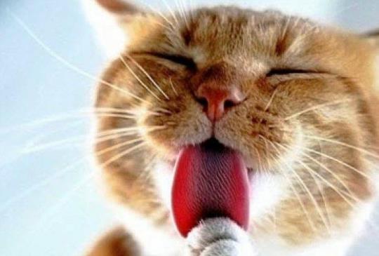 【精油專家告訴你】貓狗可以使用精油嗎？(下)貓狗推薦精油&芳香療法
