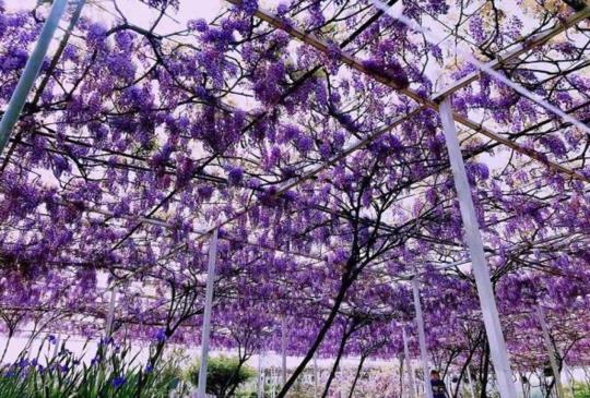 全台3月4月旅遊推薦，春神來了紫色浪漫席捲全台，台灣8大紫藤花私密景點！