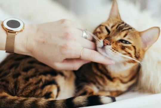【專家解答】貓咪為什麼舔你？答案可沒你想的這麼簡單