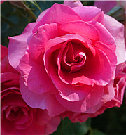 跟著玫瑰尋城趣：看見東京五月玫瑰季