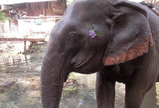 泰國邊境Junbo Elephant Camp─與象共存的原始生活