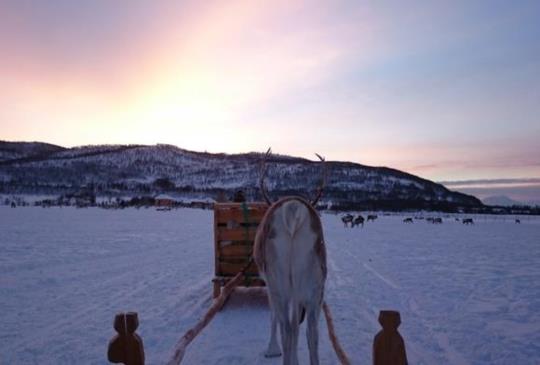 【挪威．特羅姆瑟Tromsø】餵鹿騎鹿吃鹿鹿