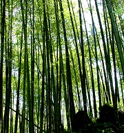 台灣好行：溪頭線 芬多精裡的森呼吸之旅