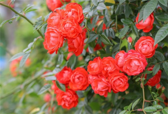 「花IN台北」 玫瑰展登場 超過八百種珍貴品種等你來賞