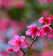 [攝影展]山櫻花