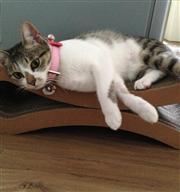 搶救沙發大作戰（二）貓抓板的介紹與使用