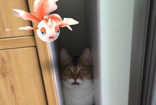 【七月到了別鬧啦，日本寵物看得到Pokemon？】