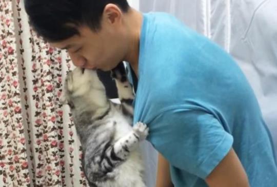 【眼紅影片】誰說貓咪不「親」人？接吻貓強吻老爸不甘心不放手！
