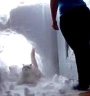 【百萬點閱影片】放飯最大！貓咪一頭穿越雪牆只為『駕崩』XD