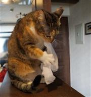 讓我來幫你消滅證據！手手超靈活的快速碎紙貓