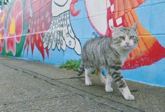 《貓島覽：來去日本離島找貓玩！》佐柳島上跳躍的貓咪