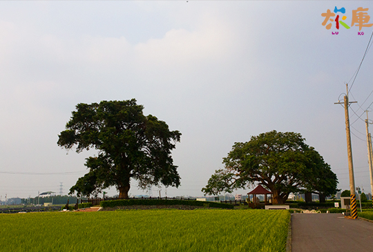 田中夫妻樹（老樹公園）│田中鎮