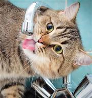 你家的貓咪噴泉真的乾淨嗎？貓噴泉解剖大清洗！