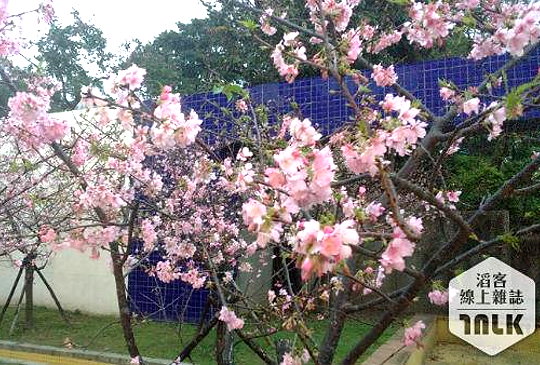 [新竹公園]市區賞櫻季美不勝收