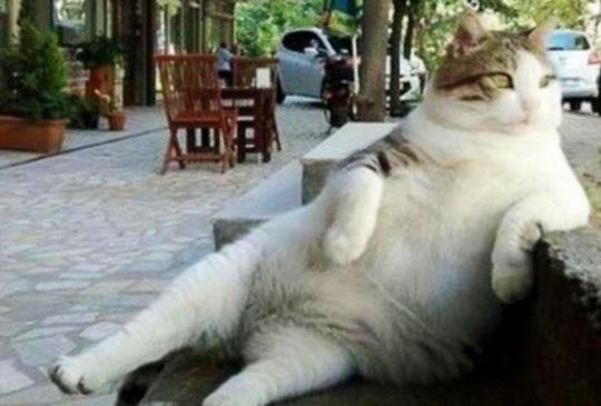 土耳其風靡全球慵懶貓過世，萬人連署打造貓咪經典姿勢雕像