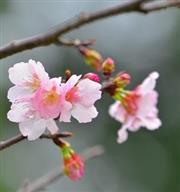 【北中南櫻花景點推薦】春天到了 來拍花吧！