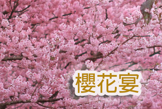 春日花燦燦的盛宴-櫻花宴