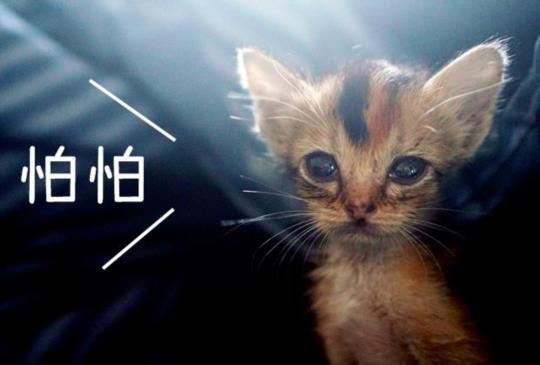 【動物行為專家教你】幫助膽小貓更親人的9個小技巧