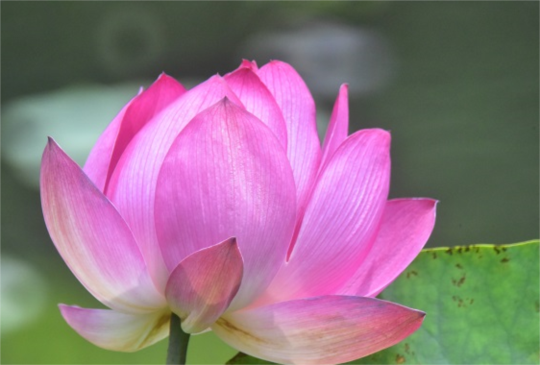 2020 首拍植物園荷花