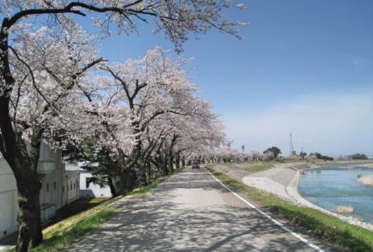 【『富山縣南砺市』日本列島最後一個秘境：庄川峽乘船賞櫻】