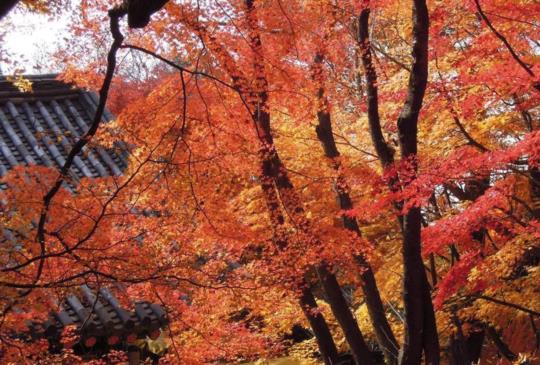 【韓國】到釜山享受楓紅、柿酒、傳統與新潮的超值旅遊