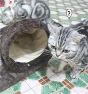 玩樂兼躲藏的貓抓板，半圓形按摩貓抓板(MK-CT-277)