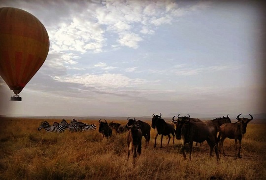 【東非】去肯亞看動物遷徙不可不知的八大重點