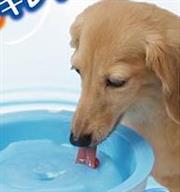 不要再讓狗狗低頭喝水了！ 試試好用的電動循環飲水機吧！